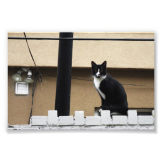 Foto Cidade primitiva Cat 6" x Impressão de 4" 03