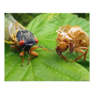 Foto cigarra e casca