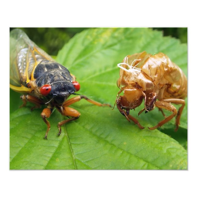 Foto cigarra e casca (Frente)