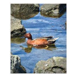 Foto Cinnamon Teal