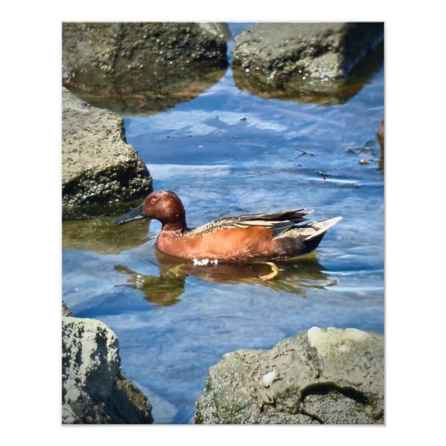 Foto Cinnamon Teal (Frente)