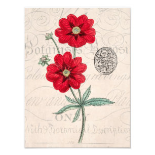 Foto Cinquefoil vermelho da Botânica da flor dos 1800s