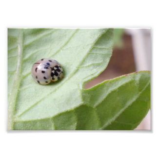 Foto Cinza Ladybug