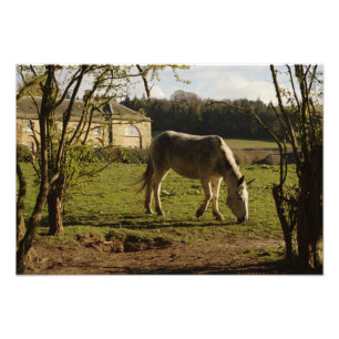 Foto Cinza na fazenda de Tarvit