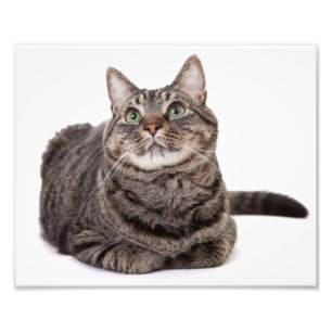 Foto Cinza Tabby Cat