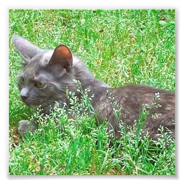 Foto Cinza Tortie Cat (Frente)