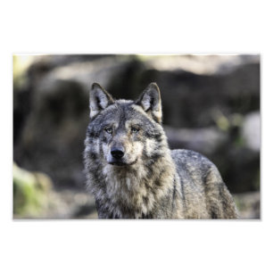 Foto Cinza Wolf