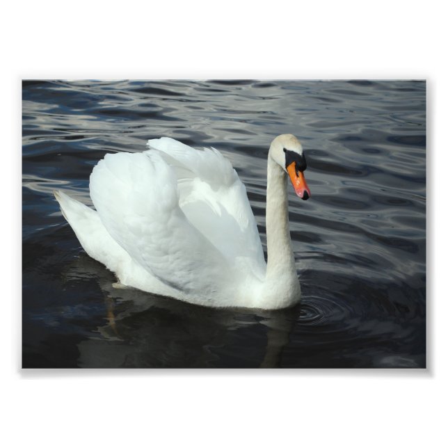Foto Cisne Branco (Frente)