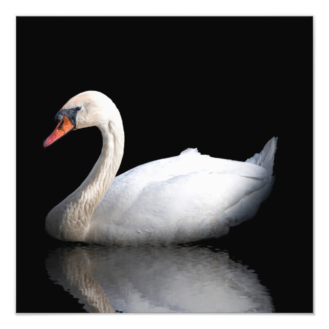 Foto Cisne branco sobre preto (Frente)