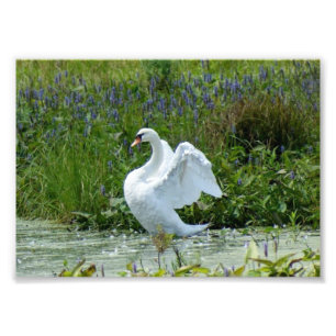 Foto Cisne impressão 7 x 5 fotográfico