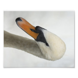 Foto Cisne macro branca