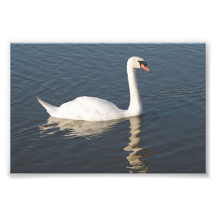 Foto Cisne muda