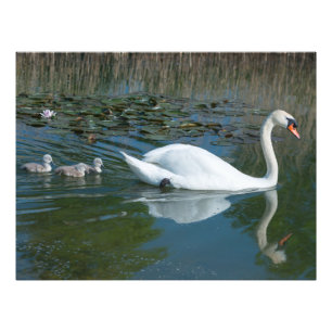 Foto Cisne mudo branco com cisnes filhotes no lago