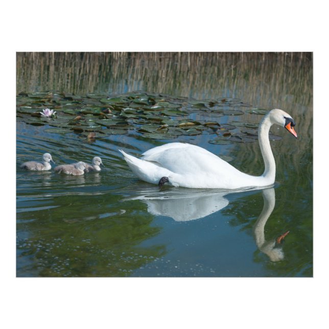 Foto Cisne mudo branco com cisnes filhotes no lago (Frente)