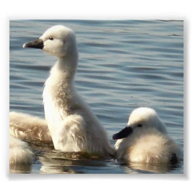 Foto cisnes para bebês (Frente)