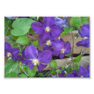 Foto Clematis Jackmanii Superba
