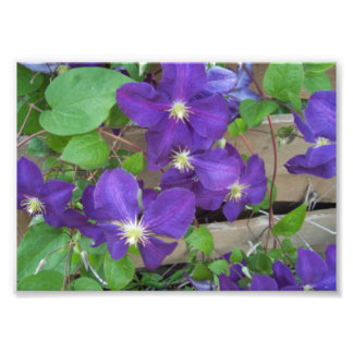 Foto Clematis Jackmanii Superba