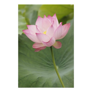 Foto Close of Lotus flower, Nelumbo nucifera),