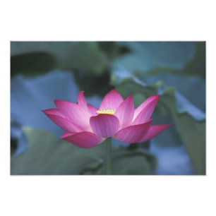 Foto Close-up da flor de lótus vermelha e folhas verdes