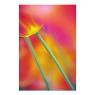 Foto Close-up da parte inferior da flor de tulipa,