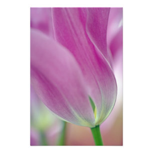 Foto Close-up da parte inferior da flor de tulipa, 2