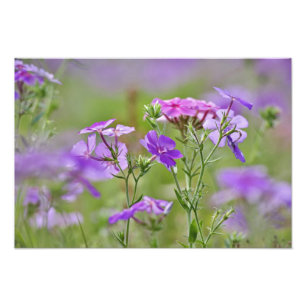 Foto Close-up de Phlox de Drummond, Phlox drummondi, 2