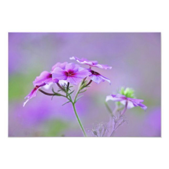 Foto Close-up de Phlox Drummond, Phlox drummondi, (Frente)