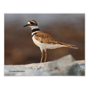 Foto Close up de um Killdeer