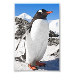 Foto Close up do pinguim