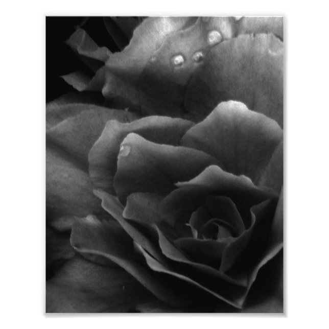 Foto Close-up em preto e branco de uma Begônia dupla (Frente)
