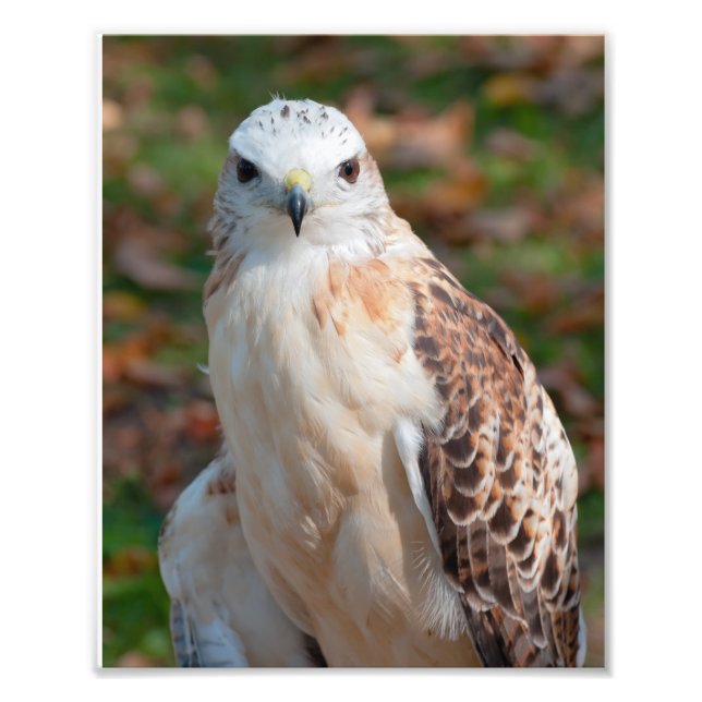 Foto Closeup Red Tail Hawk (Frente)