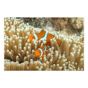 Foto Clownfish bonito no grande recife de coral