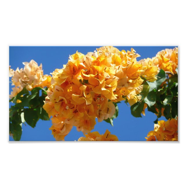 Foto Cluster de Bougainvillea Floral Ouro (Frente)