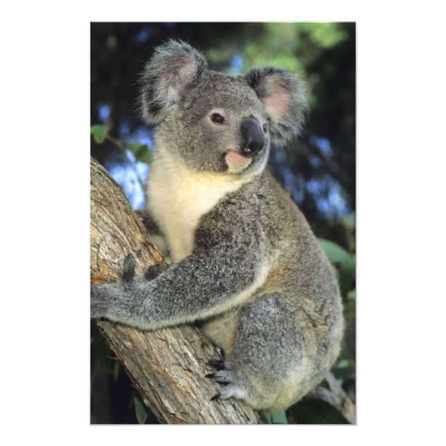 Foto Coala, Phascolarctos cinereus), Austrália, (Frente)