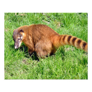 Foto Coati de cauda-anelada na grama