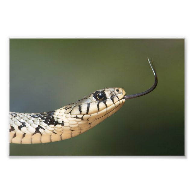 Foto Cobra-de-água (Frente)