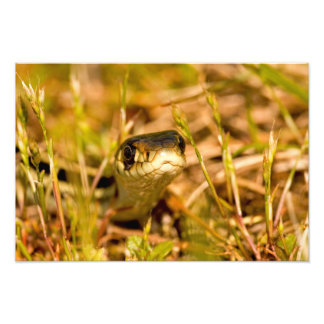 Foto Cobra na grama