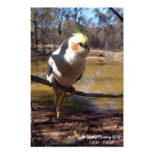Foto Cockatiel