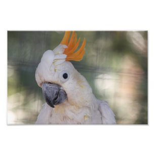 Foto Cockatoo com crista amarelo - impressão