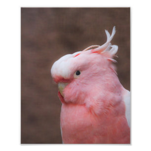 Foto Cockatoo cor-de-rosa