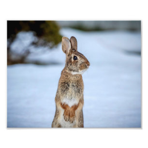 Foto coelho 10x8 na neve