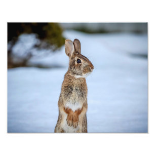 Foto Coelho 14x11 na neve