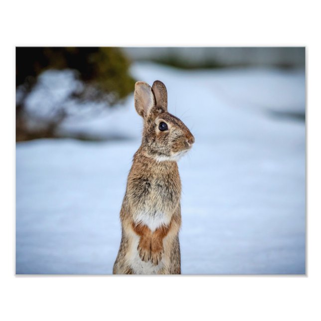 Foto Coelho 14x11 na neve (Frente)