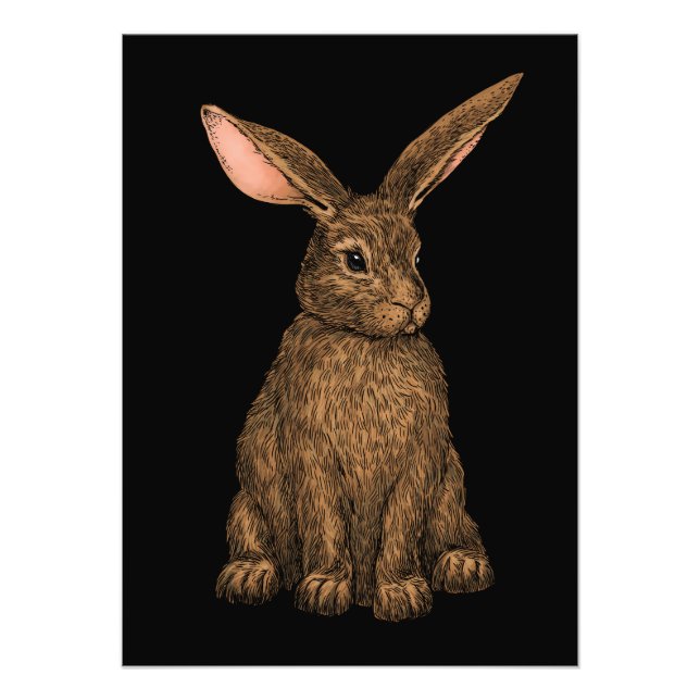 Foto Coelho 3 (Frente)