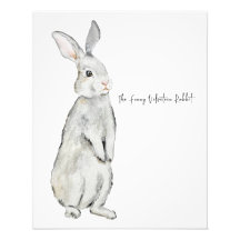 Coelho veludo engraçado