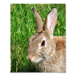 FOTO COELHOS