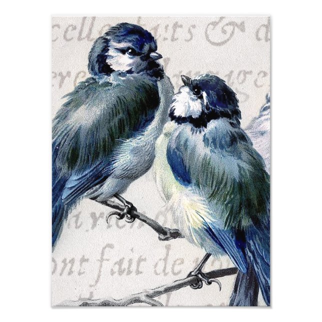 Foto Colagem de Aves Azuis Vintage - Aves Bluebird Pers (Frente)