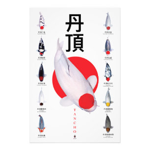Foto Coleção poster Tancho Koi - 10 Variedades