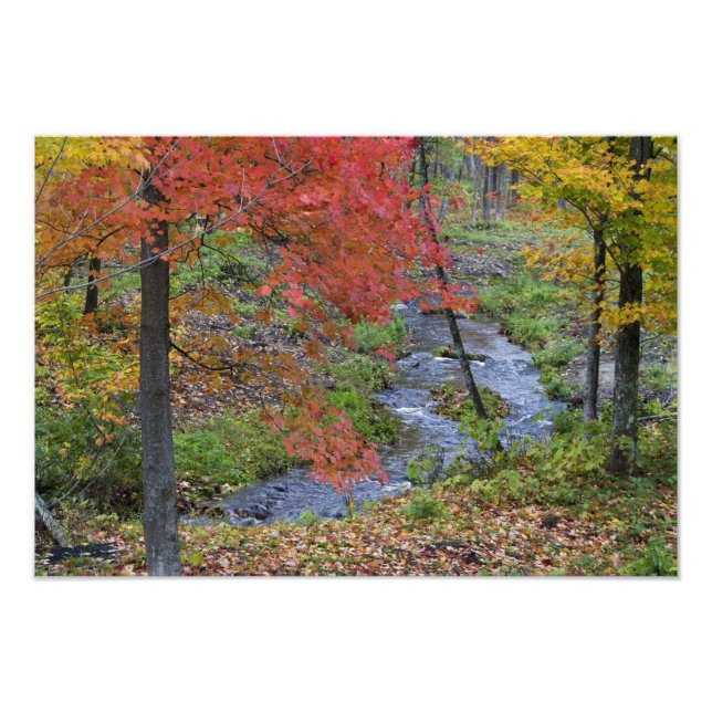 Foto Coles Creek alinhada com árvores de bordo de outon (Frente)