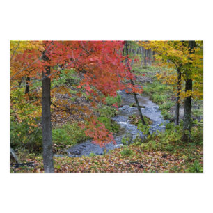 Foto Coles Creek alinhada com árvores de bordo de outon